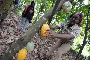 Article : Cacao : accroître la production par l’utilisation d’engrais